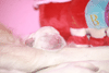 Badenova miot F