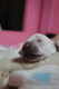 Badenova miot H