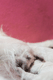 Badenova miot H