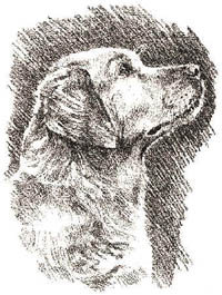 Golden Retriever